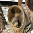 professional chainsaw artists
