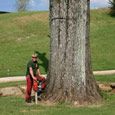 chainsaw art